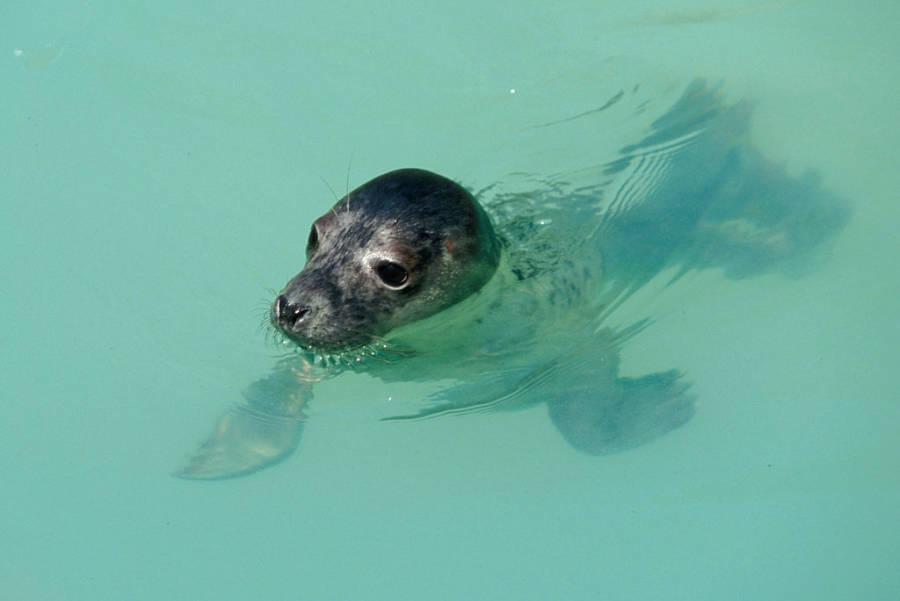 Harbor Seal