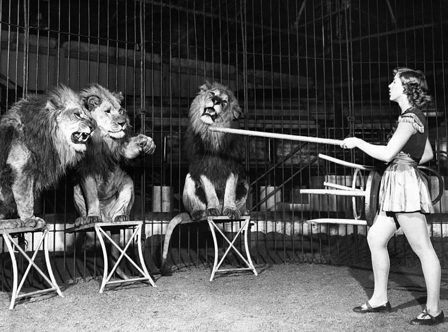 Vintage Circus Photos 36 Images From The Glory Day Of The Big Top