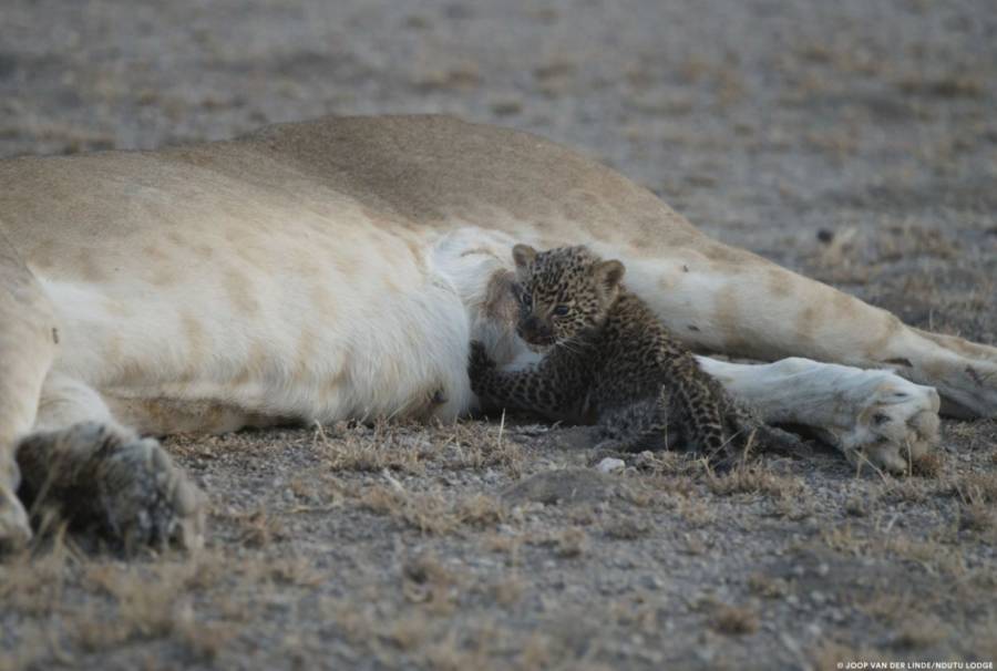 Leopard Baby Lion Mom