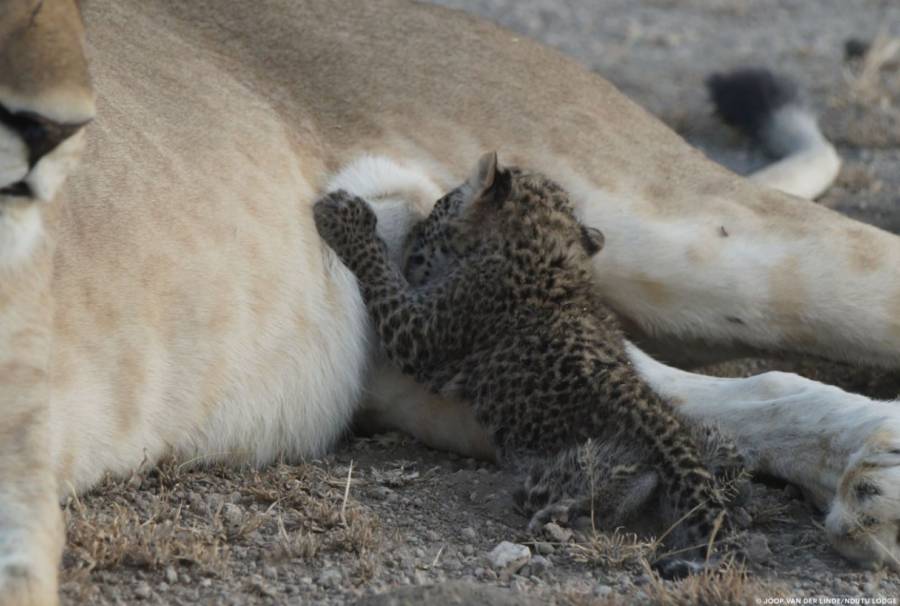 Leopard Baby Nursing