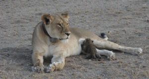 Leopard Cub Nursing Lion Crop