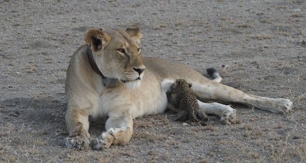Leopard Cub Nursing Lion Crop