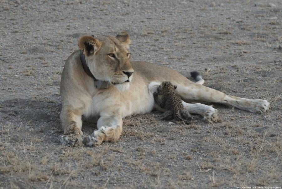 Leopard Cub Nursing Lion