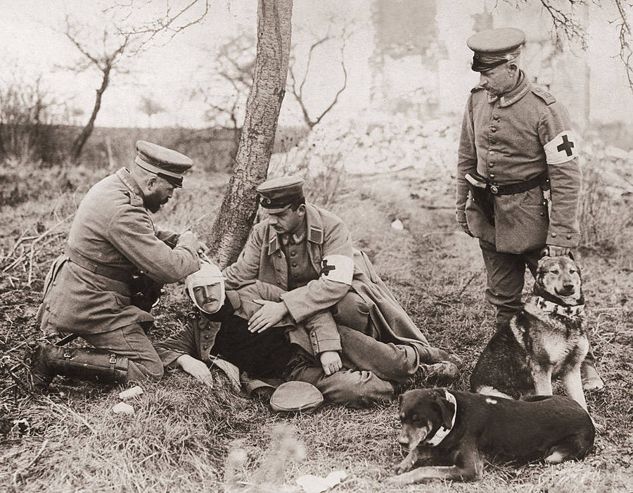 30 Surreal Historical Photos Of Military Animals In Action