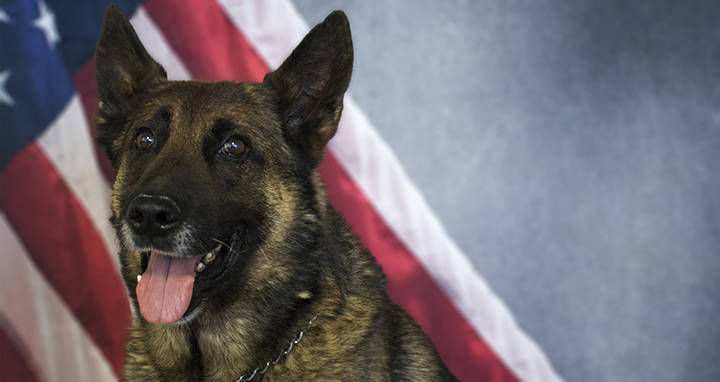 Police Dog Heat