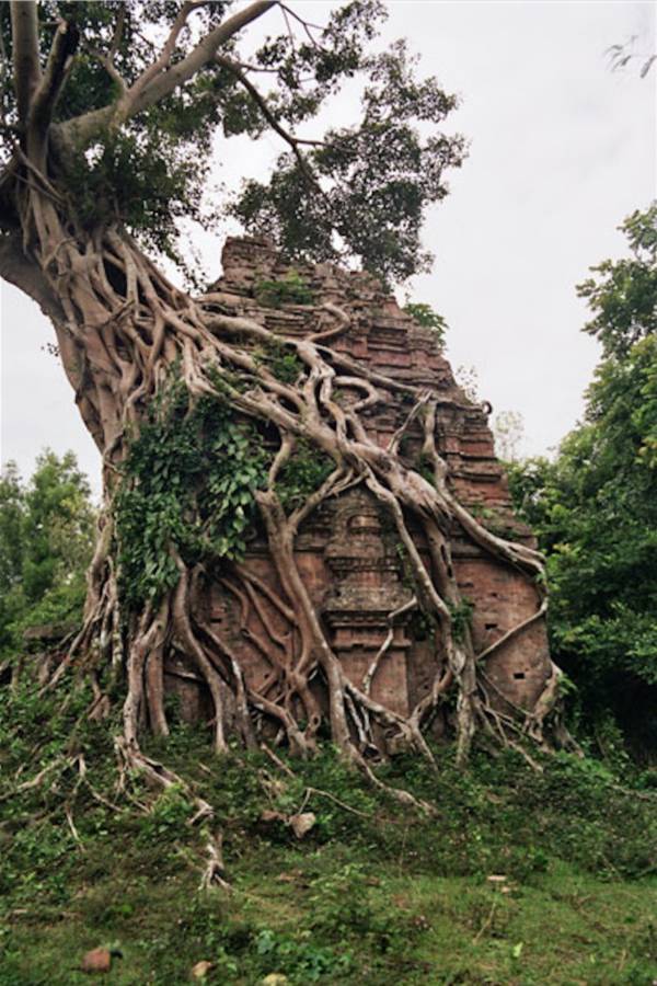 Tree Temple