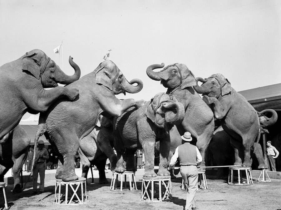 Vintage Circus Elephants