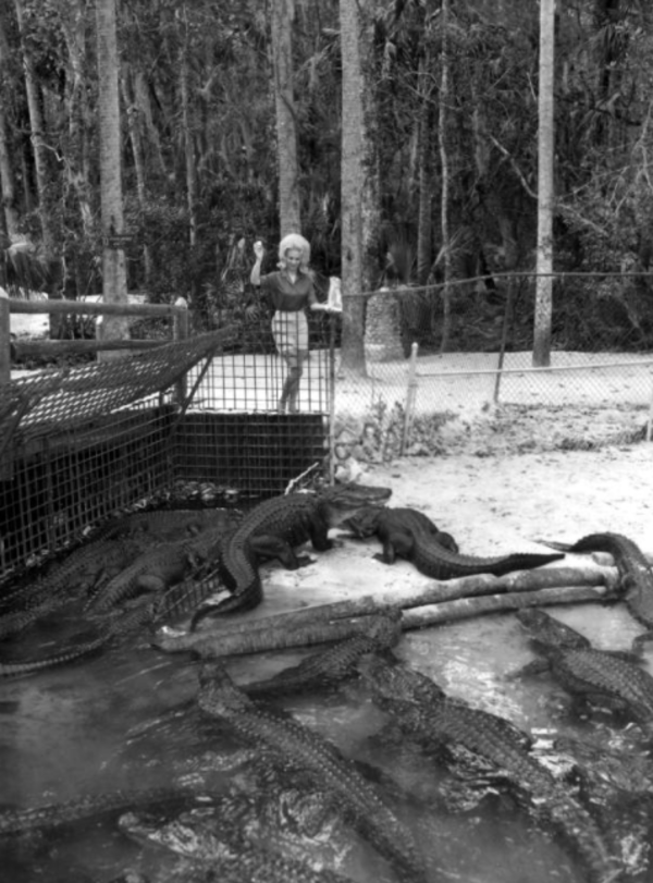 Alligator Farms 33 Astounding Vintage Photographs