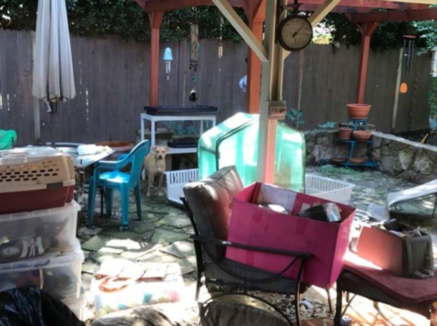 Animal Cruelty Backyard
