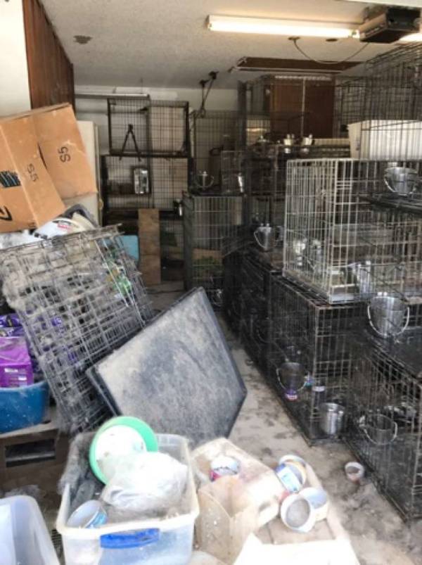 Animal Cruelty Cages