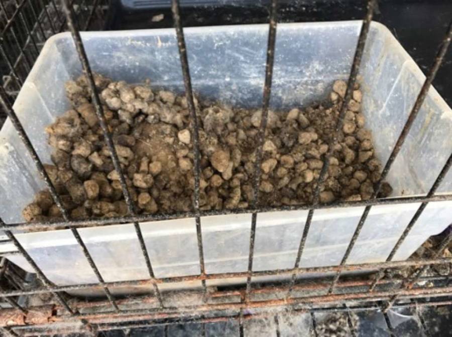 Animal Cruelty Litter Box