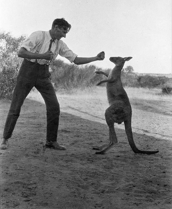 Kangaroo Boxing 20 Bizarre And Disturbing Vintage Photos