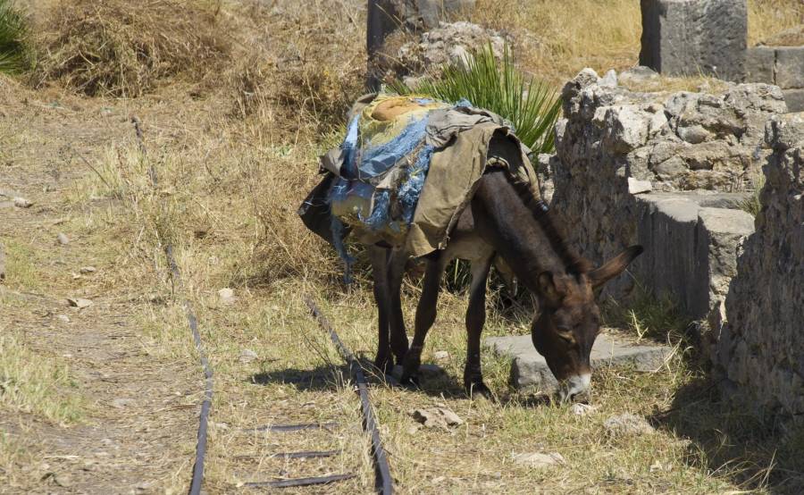 Donkey Cover Grass