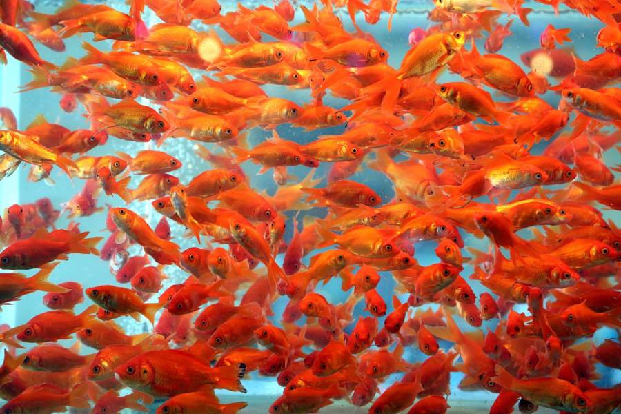 Goldfish Alcohol