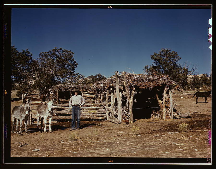 Homesteader With Work Burros