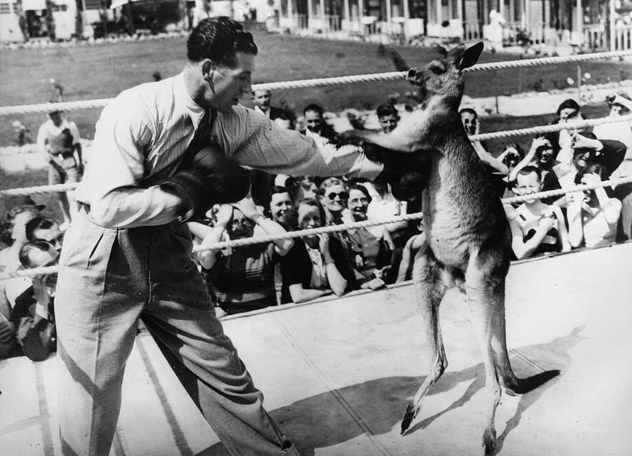 Kangaroo Boxing: 20 Bizarre And Disturbing Vintage Photos