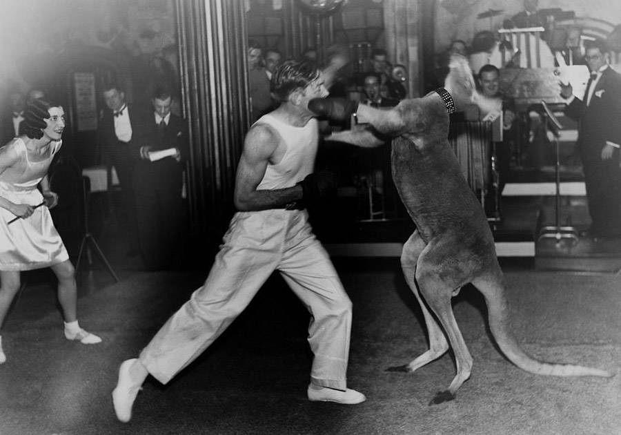 Kangaroo Kicking Man