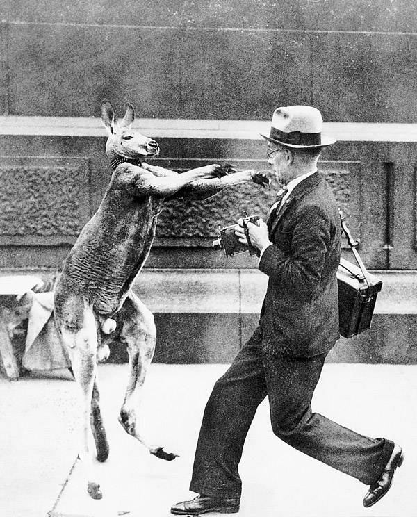 Kangaroo Boxing: 20 Bizarre And Disturbing Vintage Photos