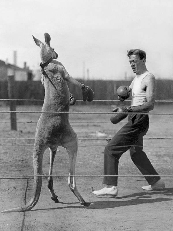 Kangaroo Boxing: 20 Bizarre And Disturbing Vintage Photos