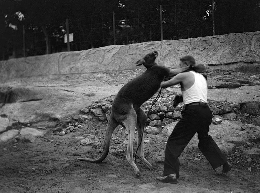 Kangaroo Boxing 20 Bizarre And Disturbing Vintage Photos 0408