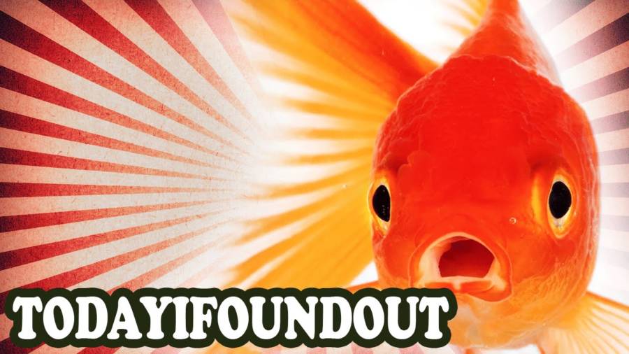 Goldfish Turn Their Bodily Fluids Into Alcohol To Survive Icy Winters