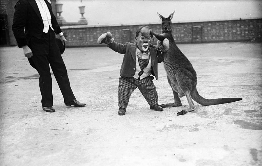 kangaroo fighting human