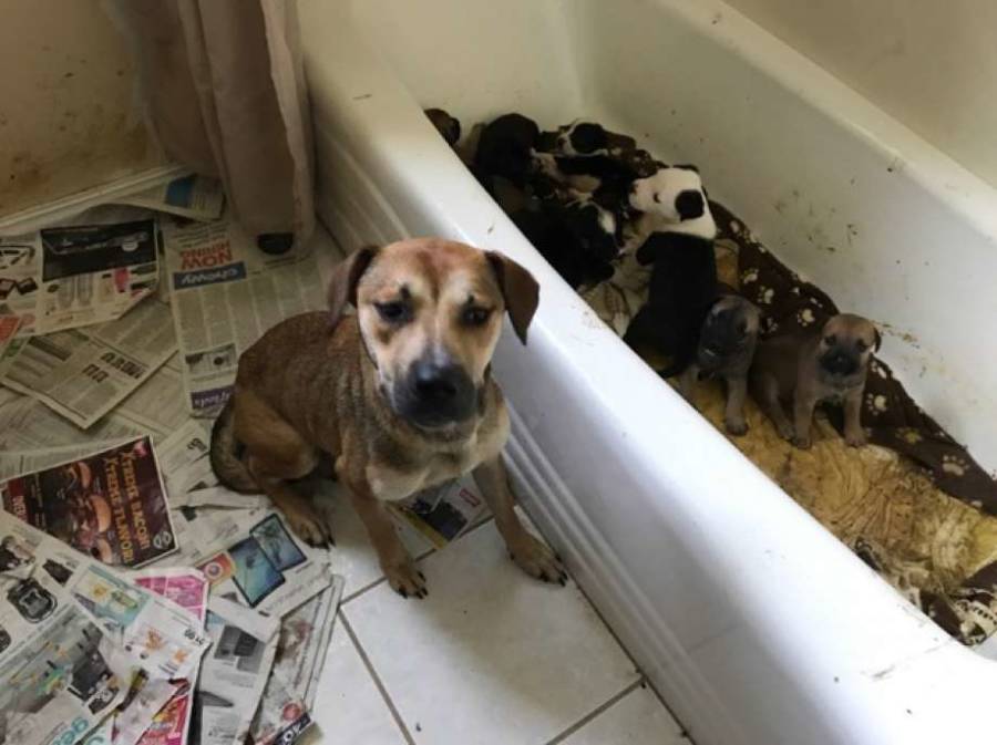 Texas Woman Found Hoarding 111 Dogs And Cats In Her Home