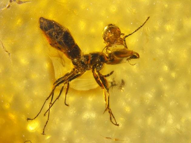 Parasite Ant