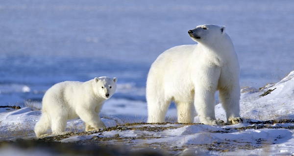 Russian Polar Bears Beheaded And Skinned By Trophy-Hunting Poachers