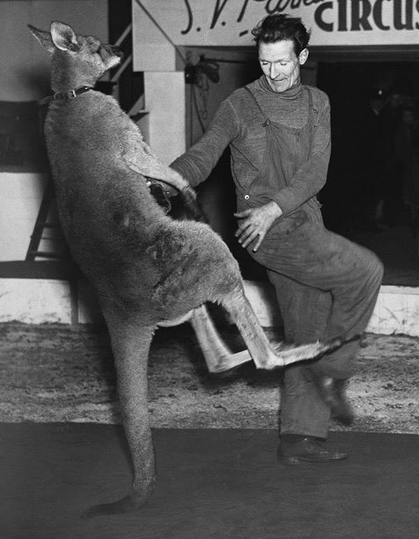 Kangaroo Boxing: 20 Bizarre And Disturbing Vintage Photos