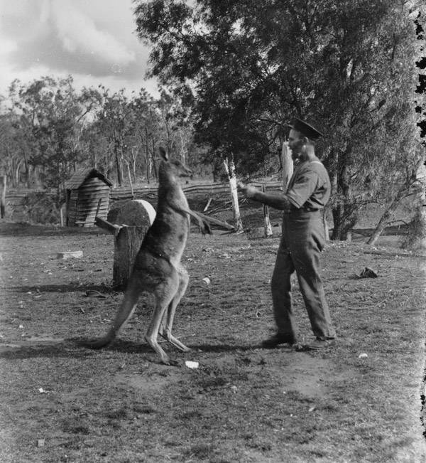 Kangaroo Boxing 20 Bizarre And Disturbing Vintage Photos