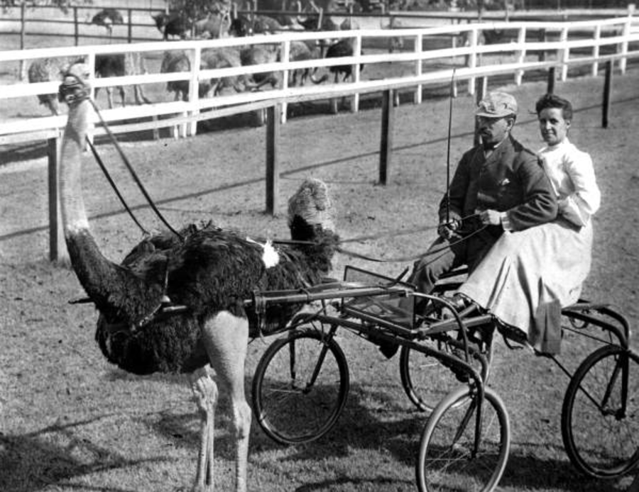 ostriches racing