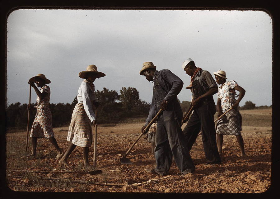 Sharecroppers Chopping Cotton