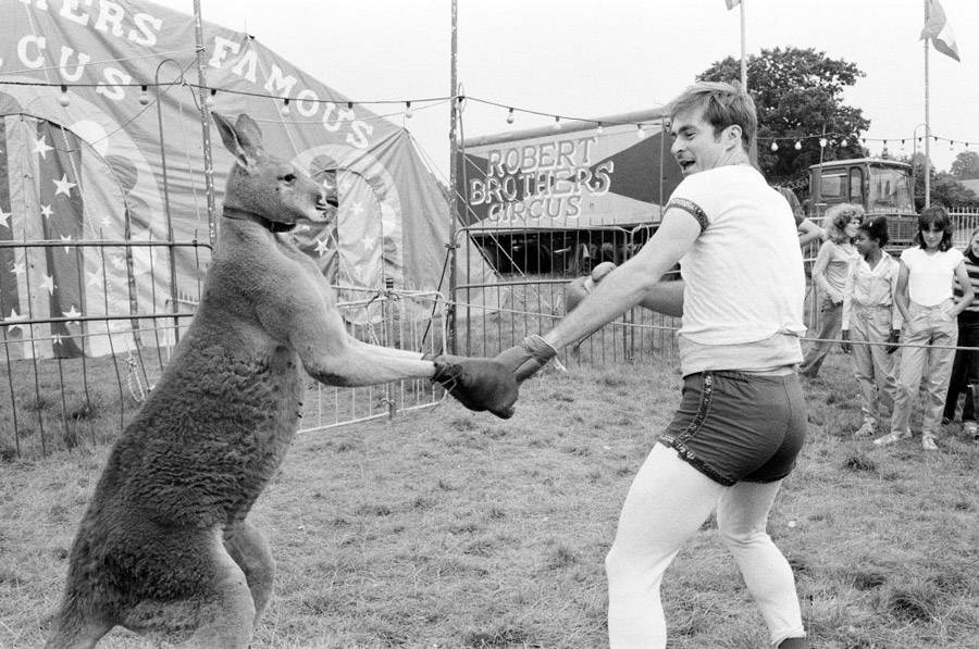 Kangaroo Boxing 20 Bizarre And Disturbing Vintage Photos