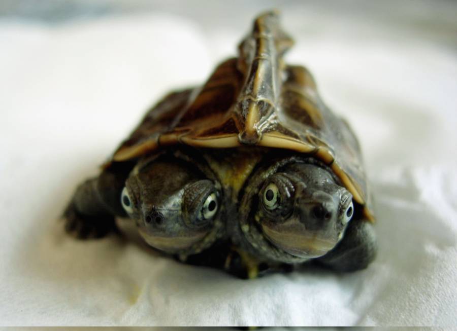 Two-Headed Animals Turtle