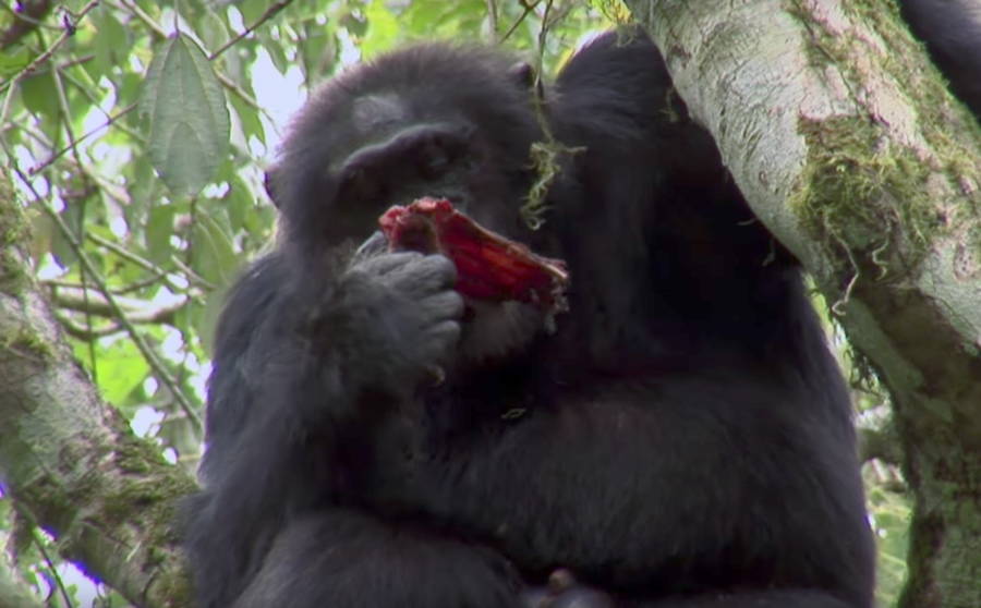 Chimp eating meat