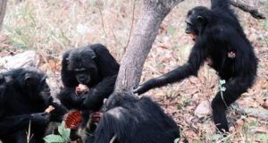 Chimps Eating Chimp