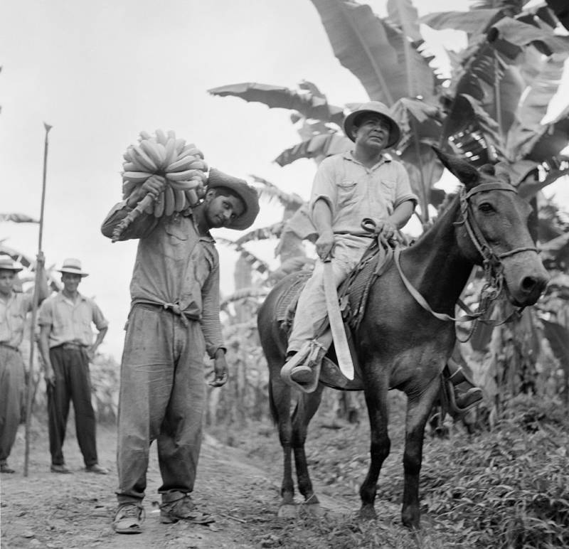 Honduras Harvesting Bananas