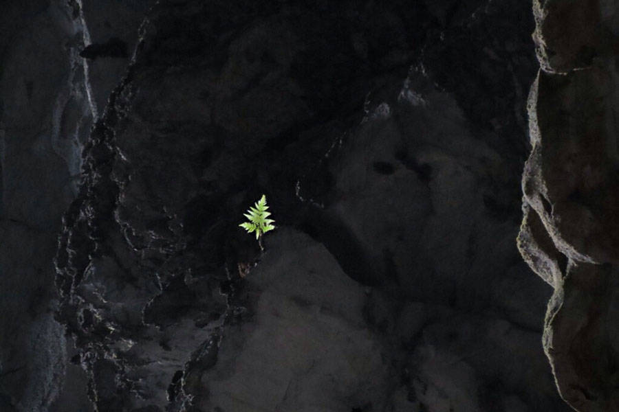 Leaf Darkness