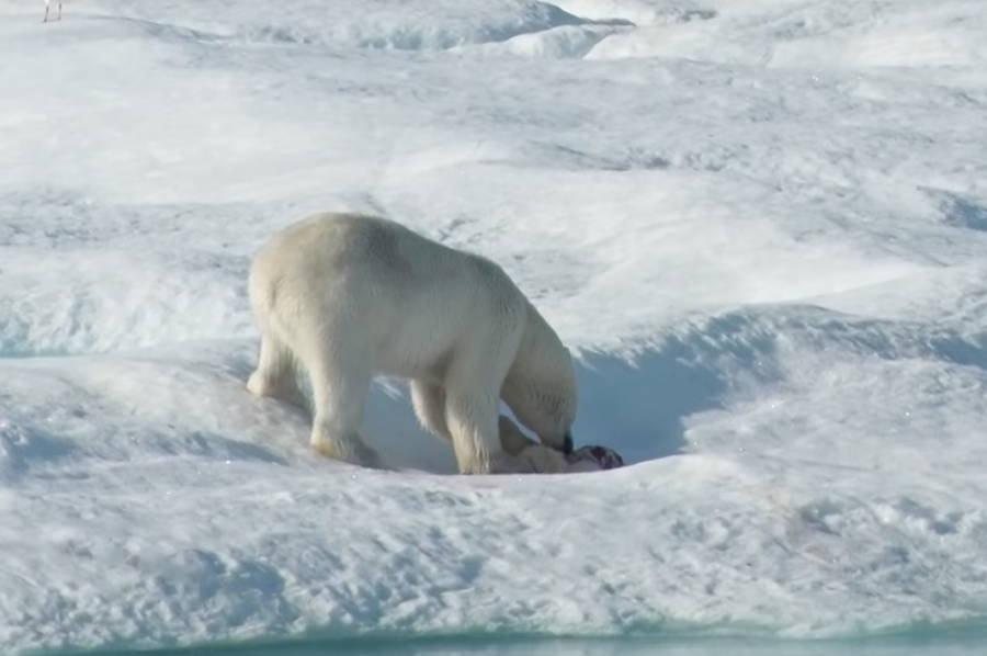 Polar beat eating a bear Cannibal animals