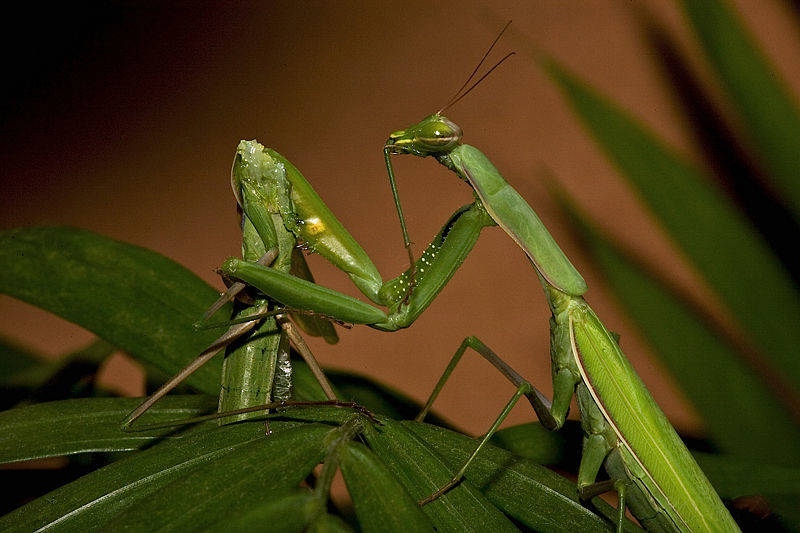 Praying mantis eating another praying mantis