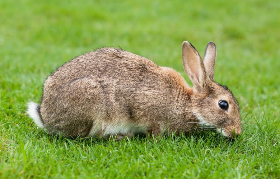 Rabbit in the grass