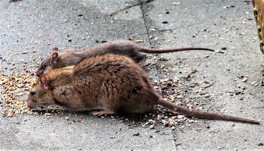 Rats Eating Seeds