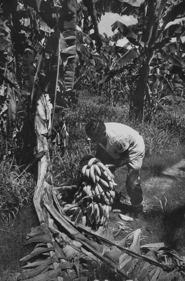 The Banana Wars How The U.S. Plundered Central America For Corporations