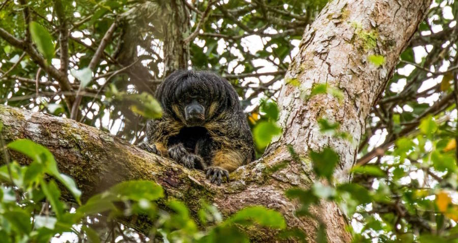 Saki Monkey