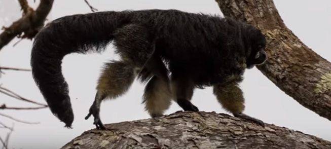 Vanzolini Baldfaced Saki Walking