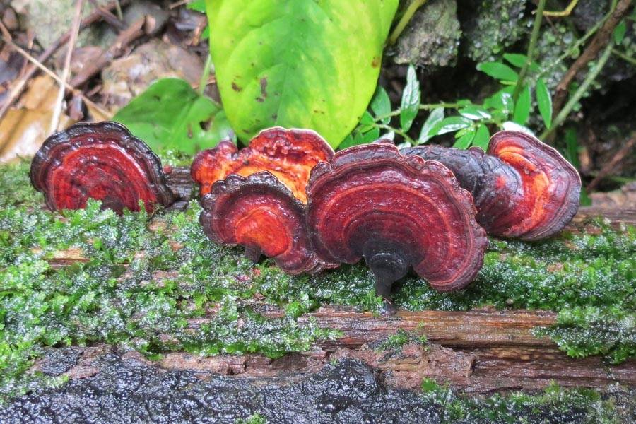 Wild Fungi
