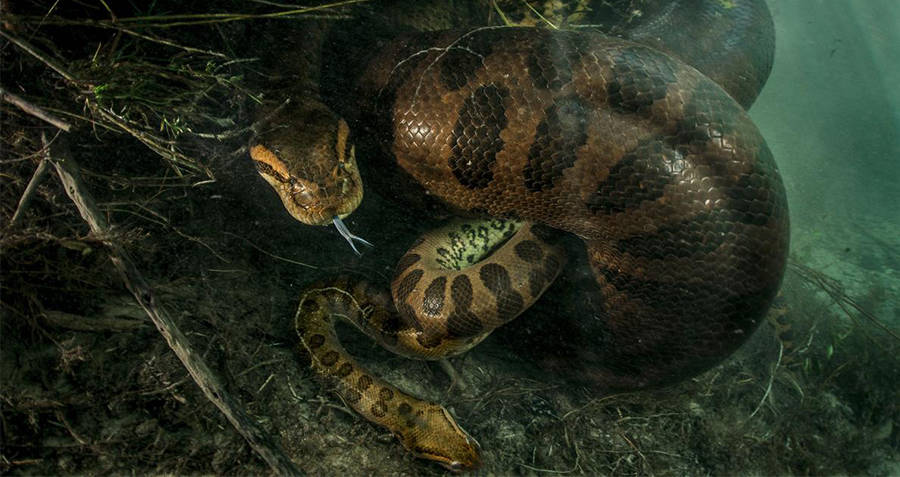 Female Anaconda Strangles And Possibly Eats Male After Mating