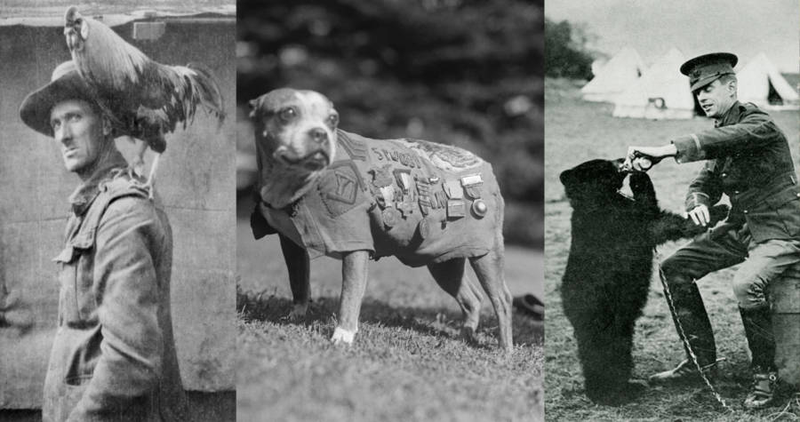  Army  Mascots Of Decades Past 16 Vintage Photos