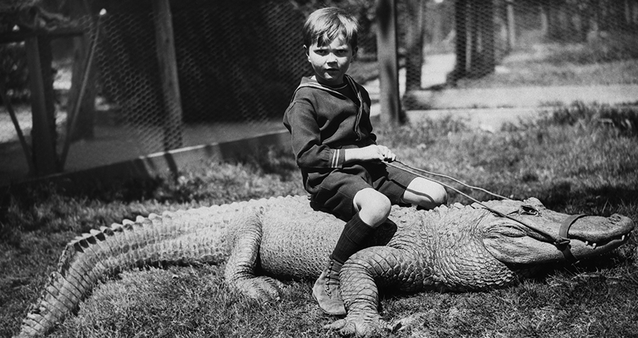 Boy Rides Gator